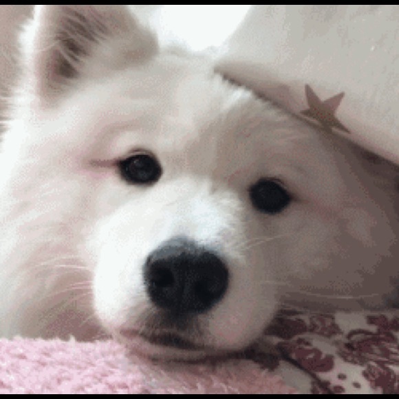 amyajing